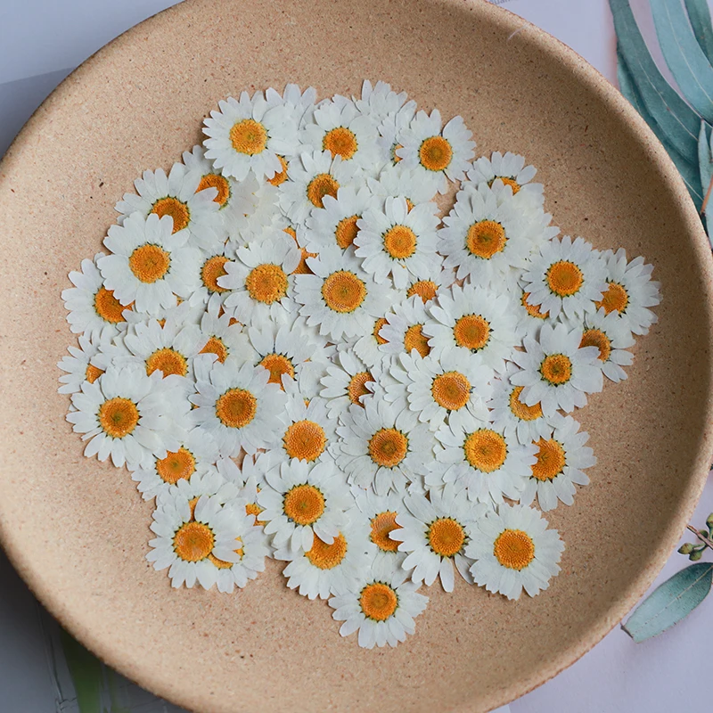 Dried Flower Bookmark - 60X Geperst Gedroogde Natuurlijke Witte Chrysant