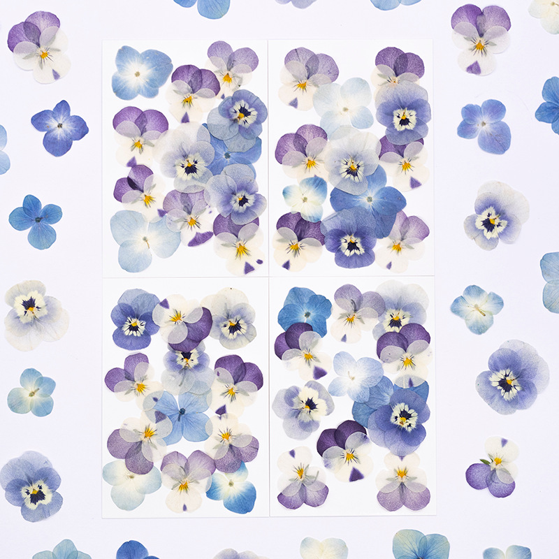 Dried Flower Bookmark - 12 Stuks, Echte Viola Cornuta Geperste