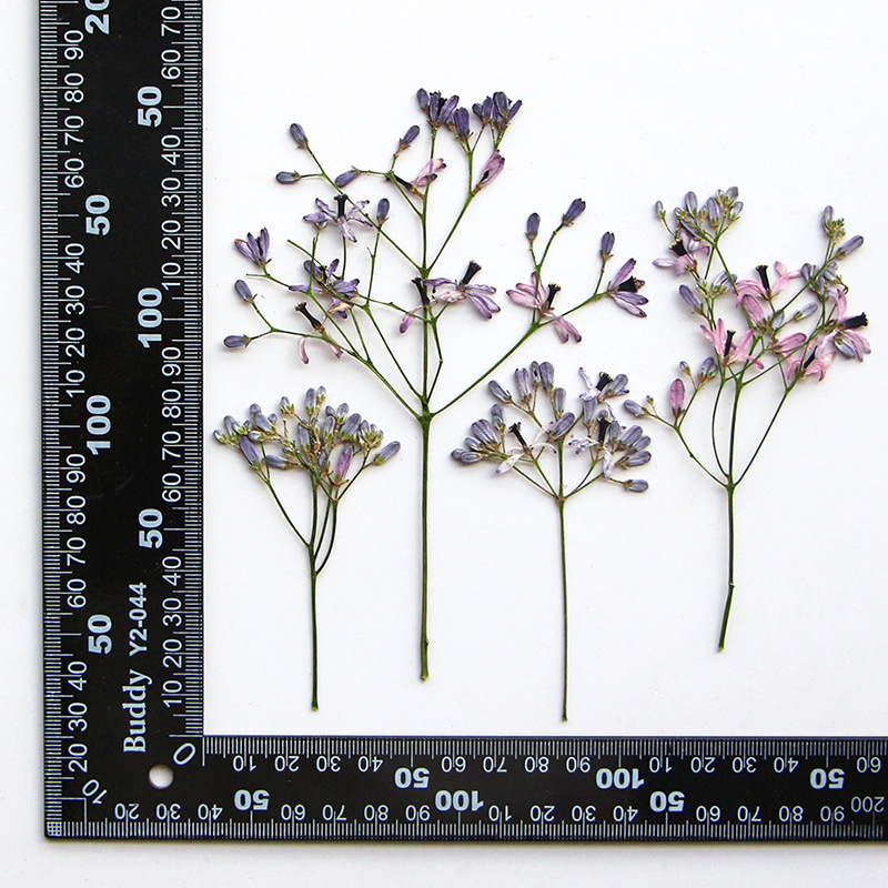 Dried Flower Bookmark - 120 Stuks Geperst Gedroogde Melia Azedarach