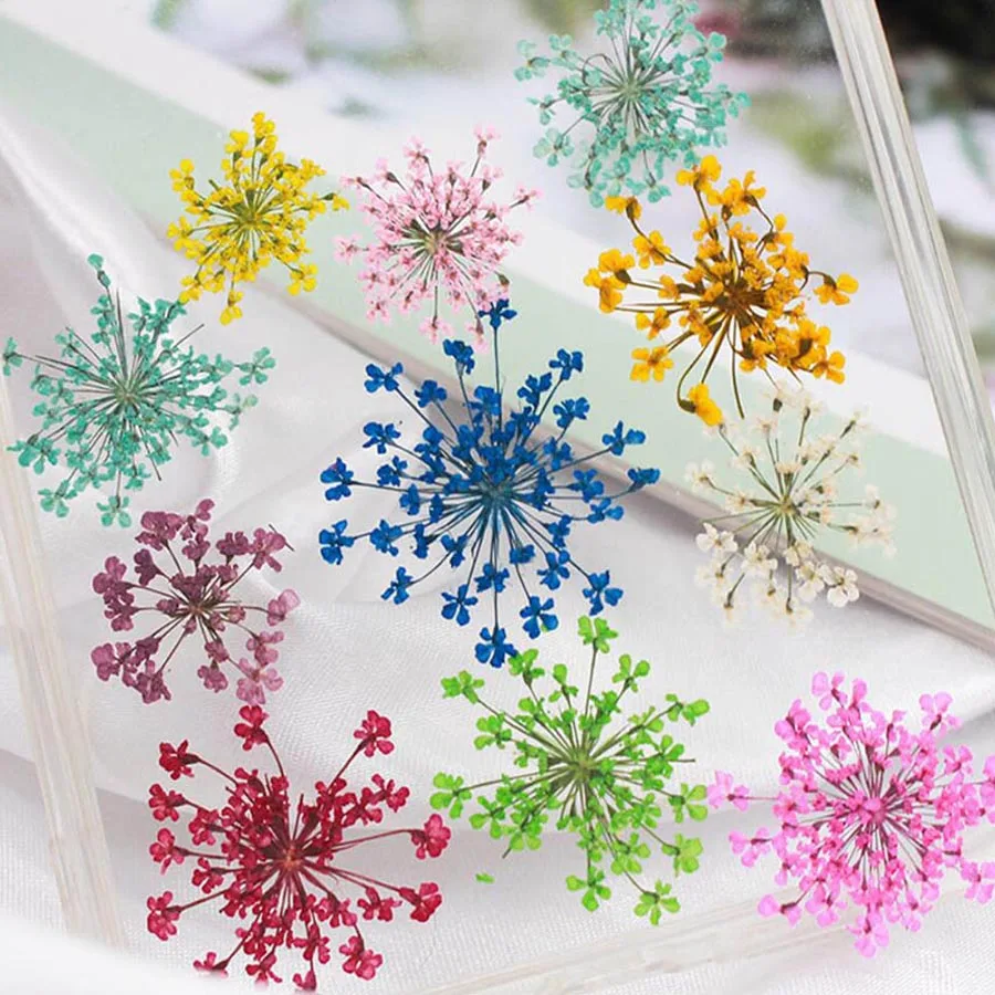 Dried Flower Bookmark - 60pcs Geperst Gedroogde 20-25mm Ammi Majus