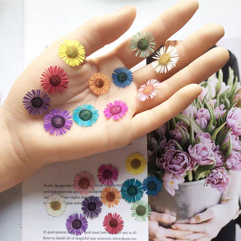 Dried Flower Bookmark - 1 Set Geperste Gedroogde Bloemen Erigeron