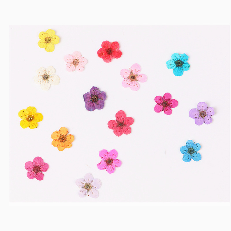 Dried Flower Bookmark - 60 stuks mini geperst gedroogde narcis