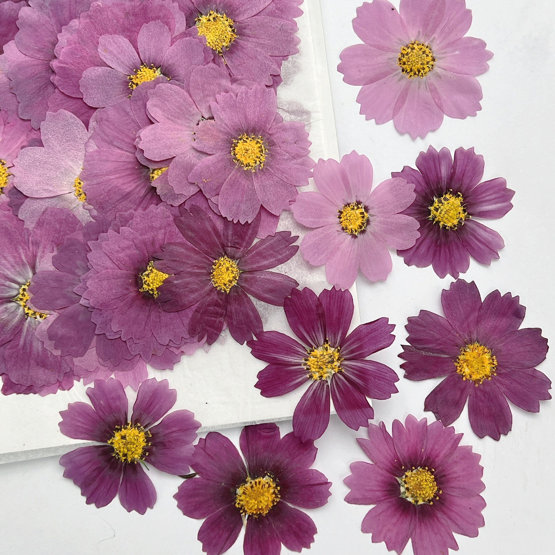 Dried Flower Bookmark - 100 stuks Cosmos gedroogde bloemen geperste
