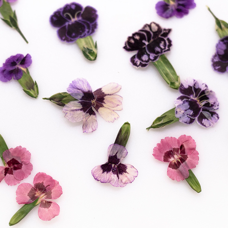 Dried Flower Bookmark - 24 stuks, geperste gedroogde dianthusbloemen, echte