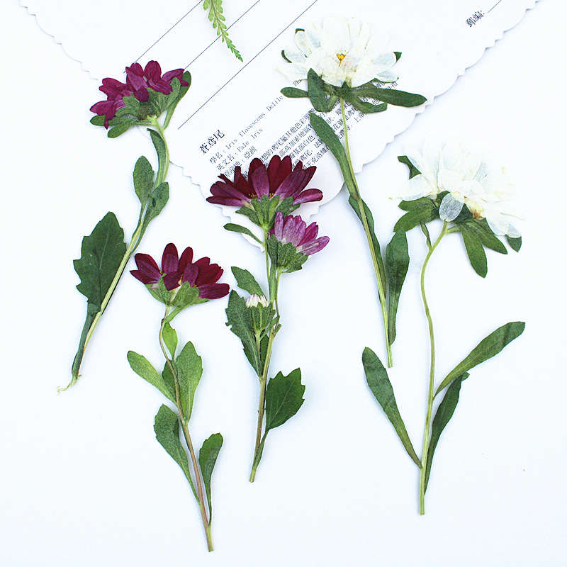 Dried Flower Bookmark - 24 stuks, Mini Chrysant Geperste Gedroogde