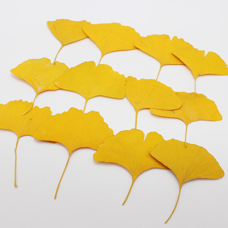 Dried Flower Bookmark - 60 Stuks Geperst Gedroogd Geel/Groen Ginkgo
