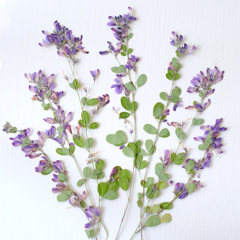 6 stuks, natuurlijke Lespedeza - Dried Flower Bookmark recensie en prijs