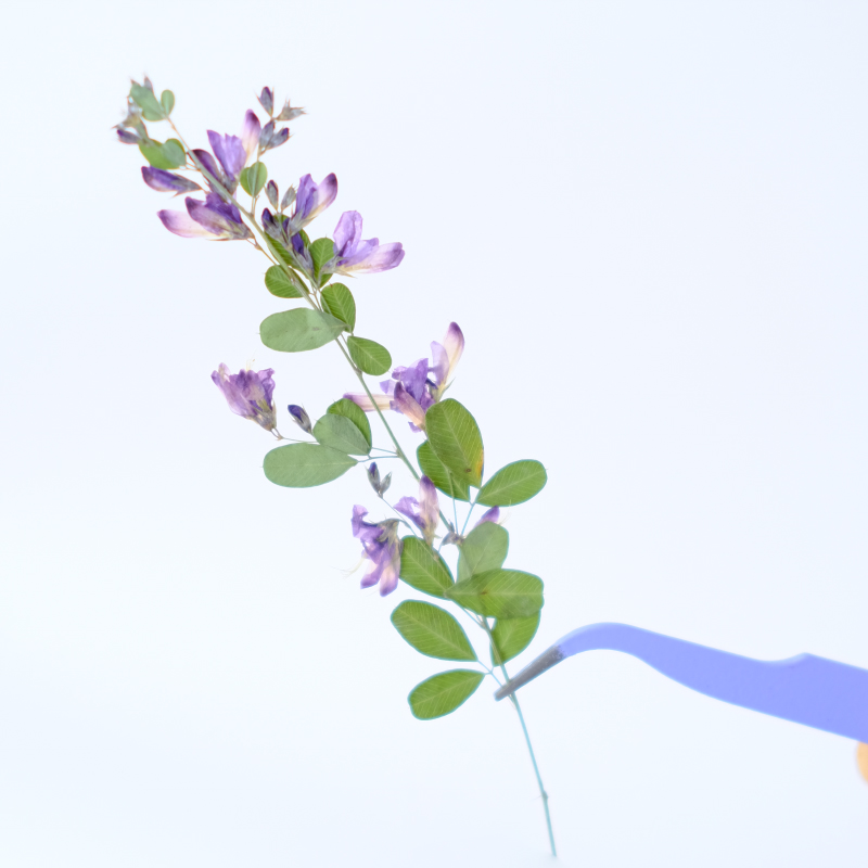 6 stuks, natuurlijke Lespedeza - Dried Flower Bookmark recensie en prijs