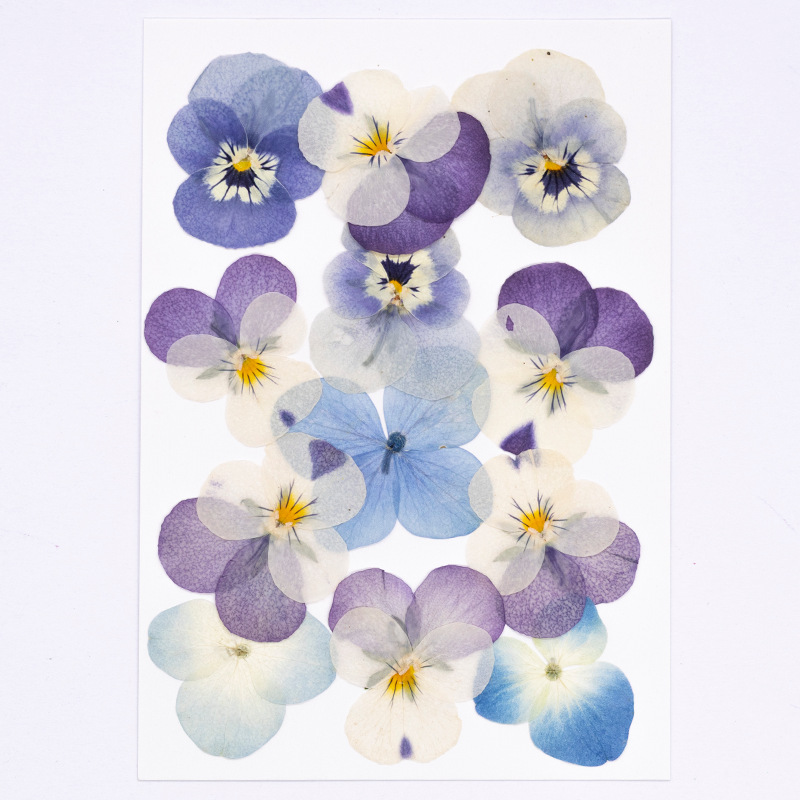 12 Stuks, Echte Viola Cornuta  - Dried Flower Bookmark recensie en prijs