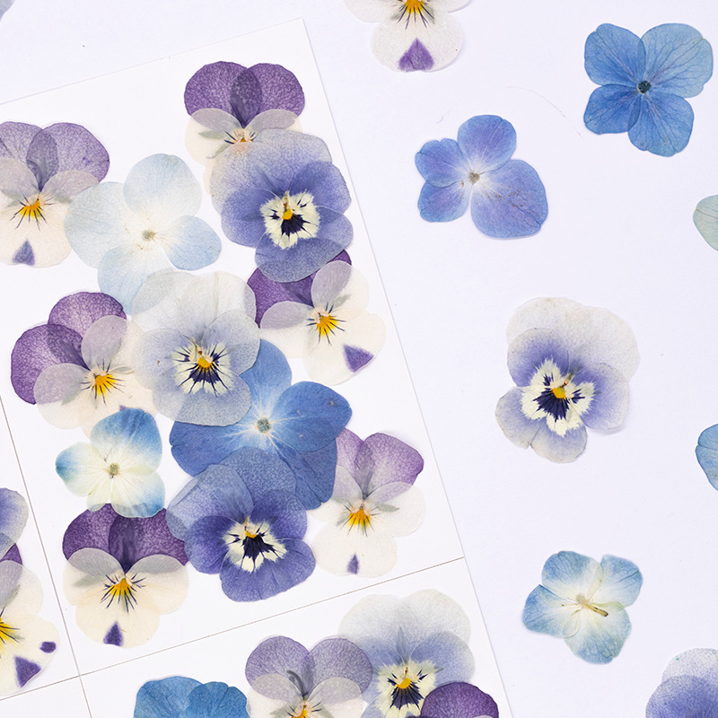 12 Stuks, Echte Viola Cornuta  - Dried Flower Bookmark recensie en prijs