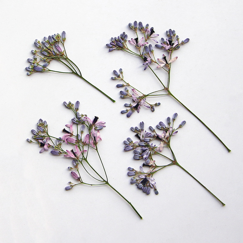 120 Stuks Geperst Gedroogde Me - Dried Flower Bookmark recensie en prijs
