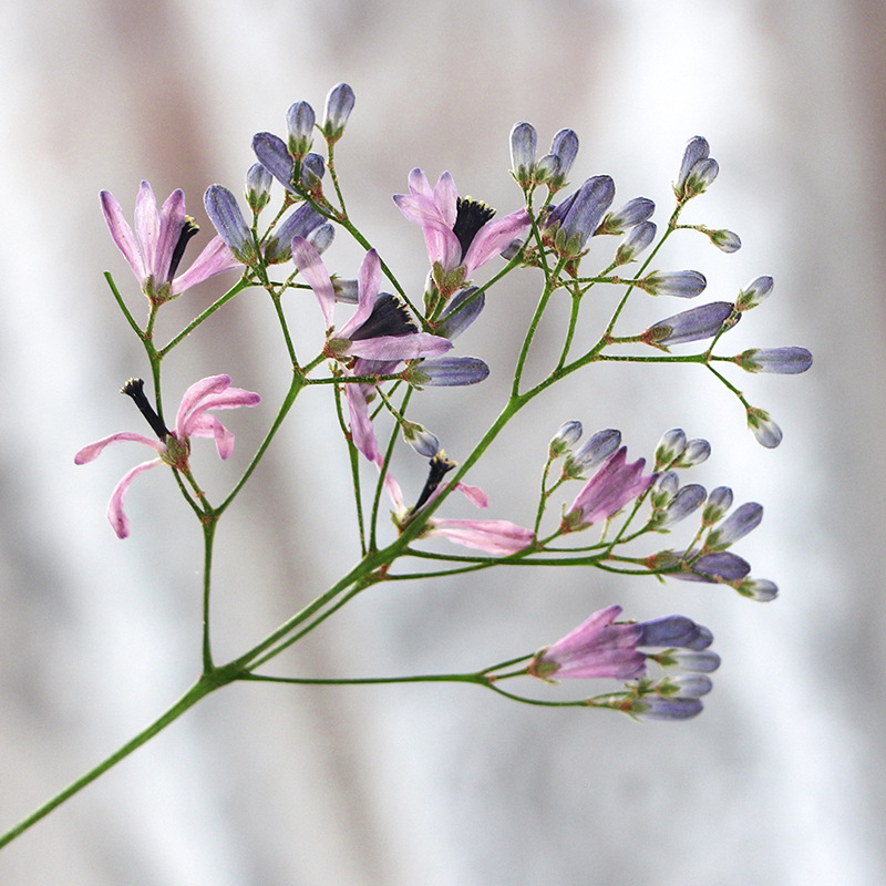 120 Stuks Geperst Gedroogde Me - Dried Flower Bookmark recensie en prijs