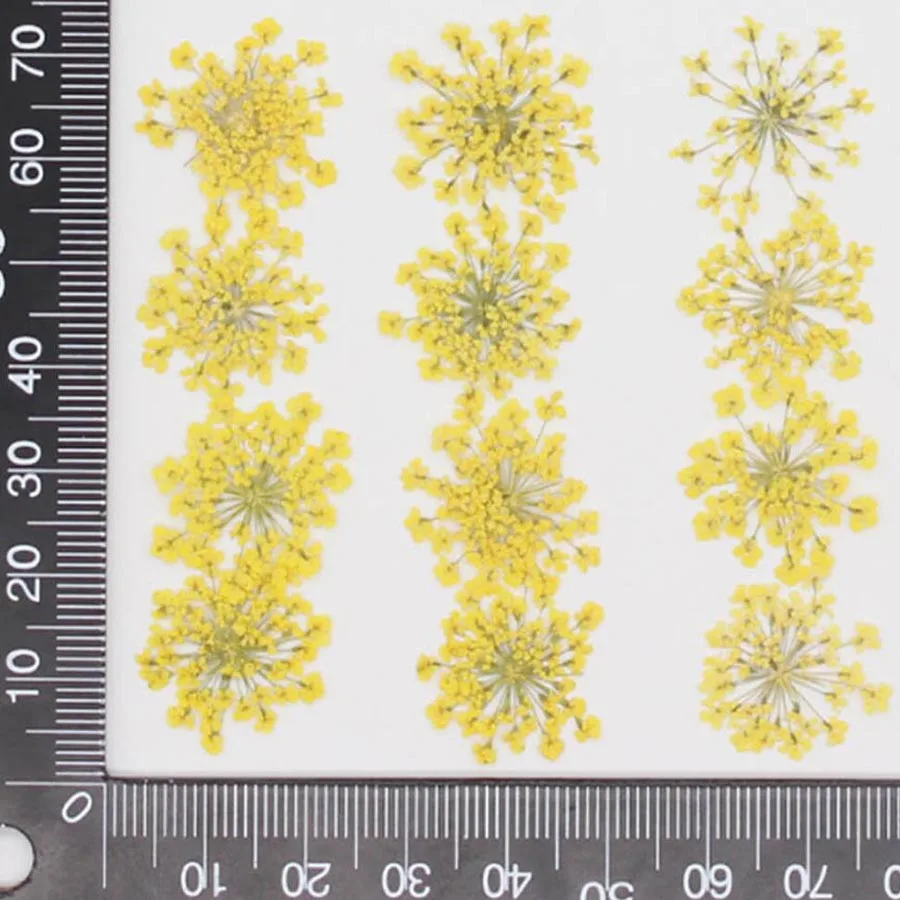 60pcs Geperst Gedroogde 20-25m - Dried Flower Bookmark recensie en prijs