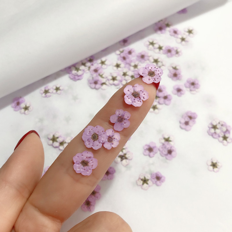 60 stuks mini geperst gedroogd - Dried Flower Bookmark recensie en prijs
