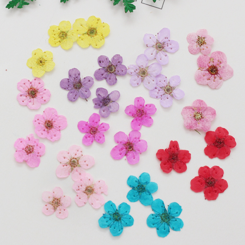 60 stuks mini geperst gedroogd - Dried Flower Bookmark recensie en prijs