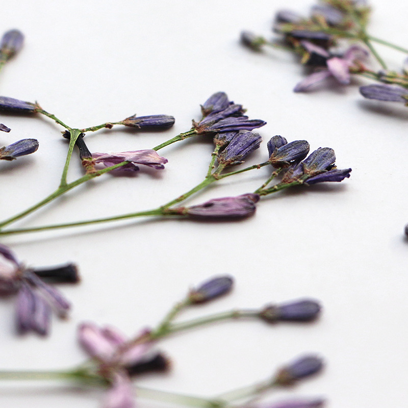 60 stuks Neemboom bloemtakken, - Dried Flower Bookmark recensie en prijs