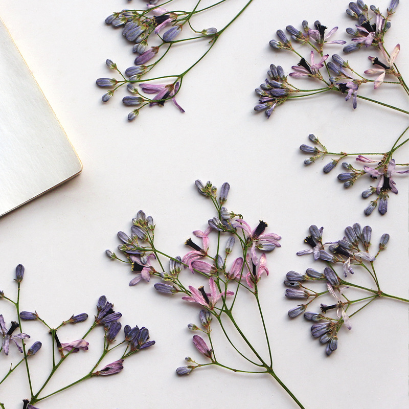 60 stuks Neemboom bloemtakken, - Dried Flower Bookmark recensie en prijs