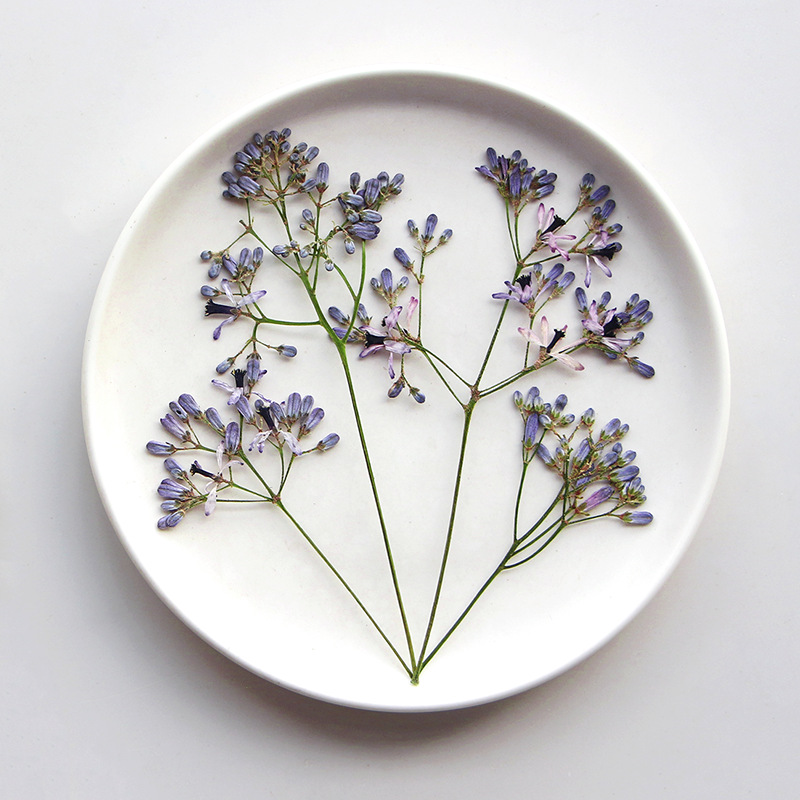 60 stuks Neemboom bloemtakken, - Dried Flower Bookmark recensie en prijs
