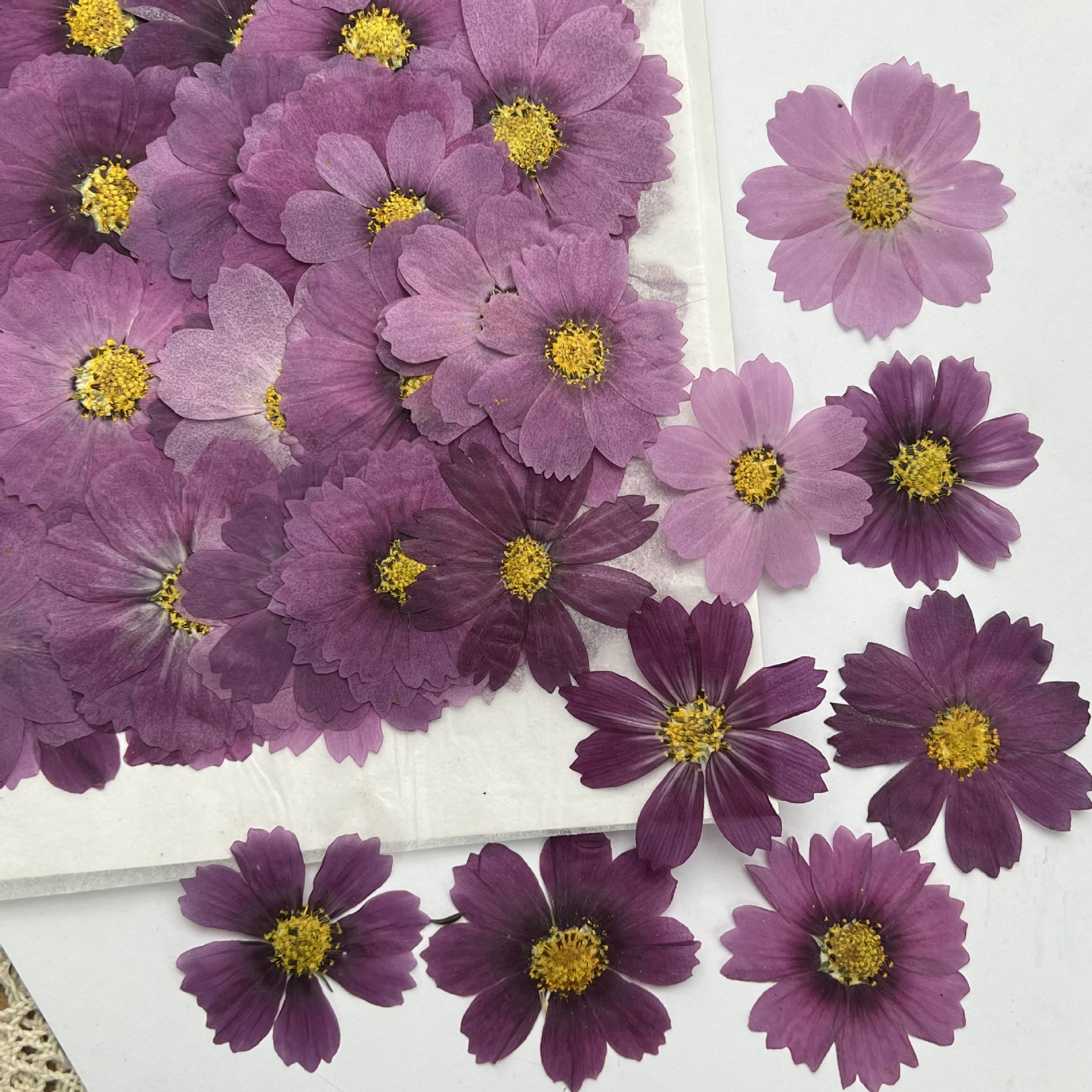 100 stuks Cosmos gedroogde blo - Dried Flower Bookmark recensie en prijs