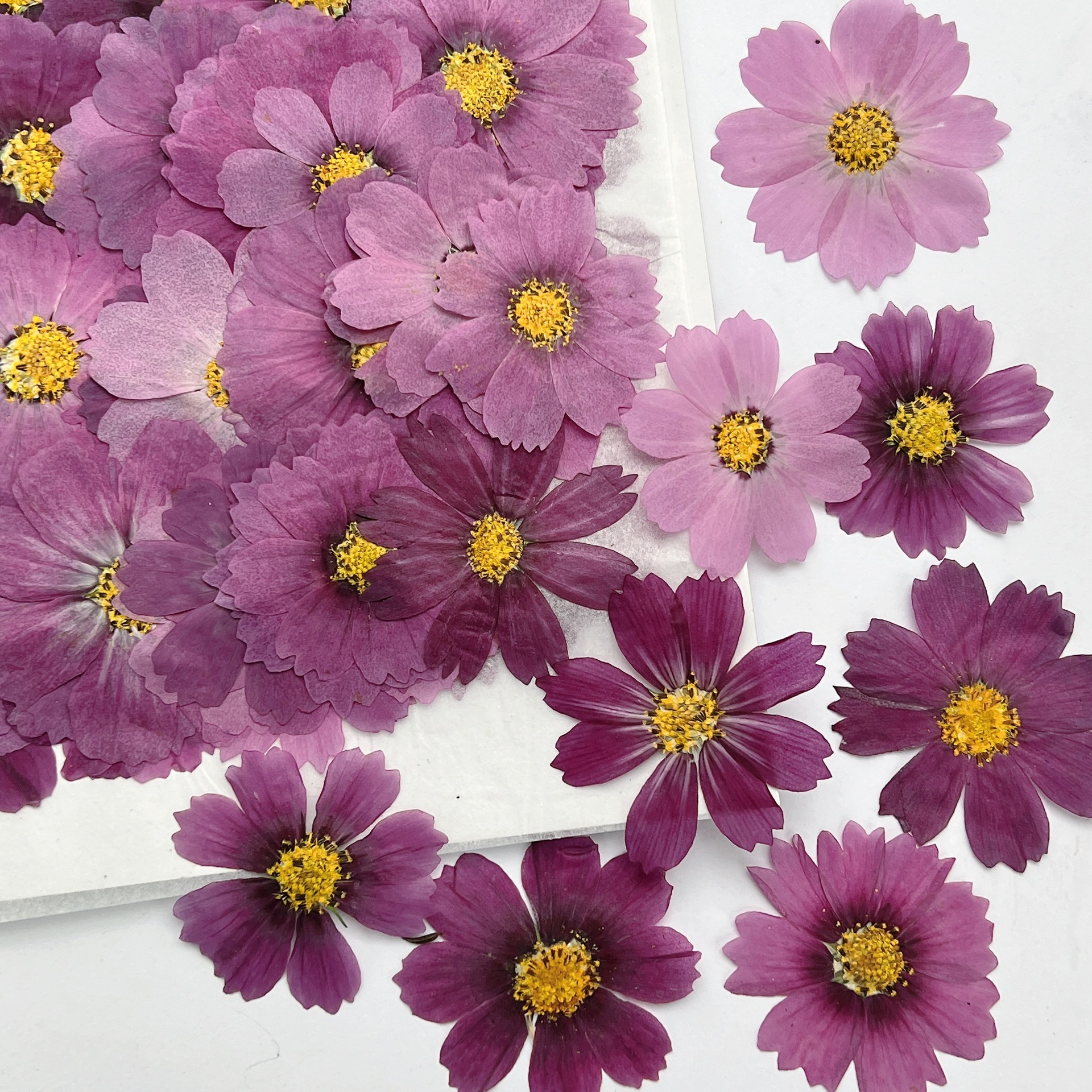100 stuks Cosmos gedroogde blo - Dried Flower Bookmark recensie en prijs