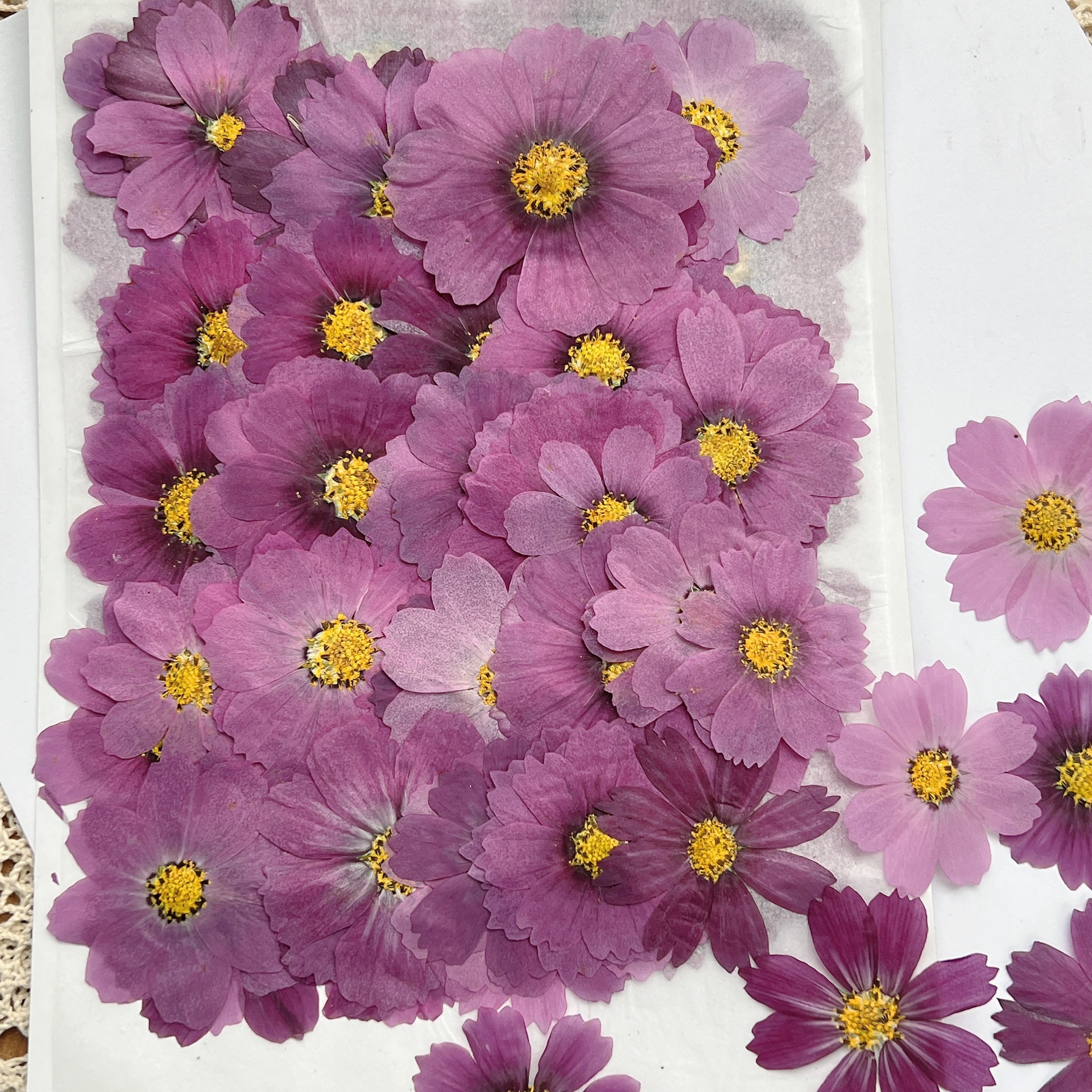 100 stuks Cosmos gedroogde blo - Dried Flower Bookmark recensie en prijs