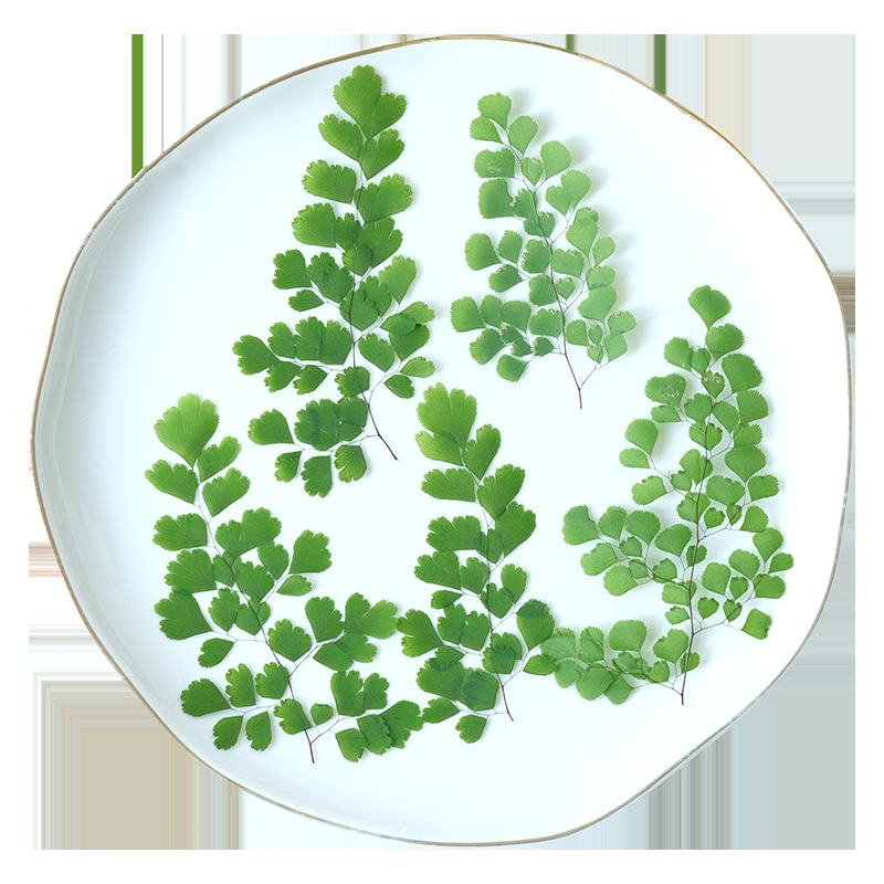 60 stuks natuurlijke planten e - Dried Flower Bookmark recensie en prijs