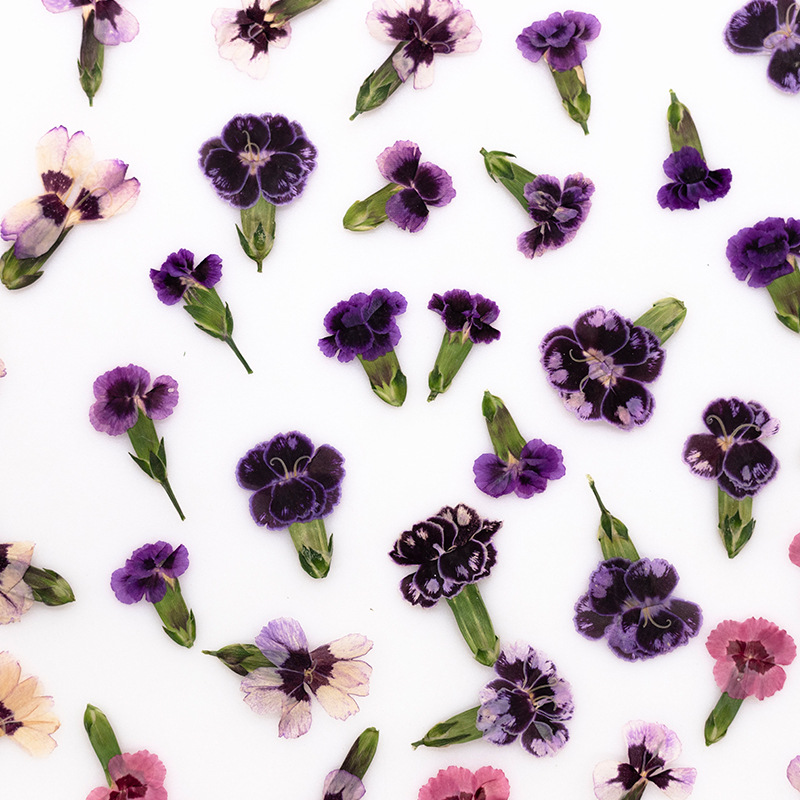24 stuks, geperste gedroogde d - Dried Flower Bookmark recensie en prijs