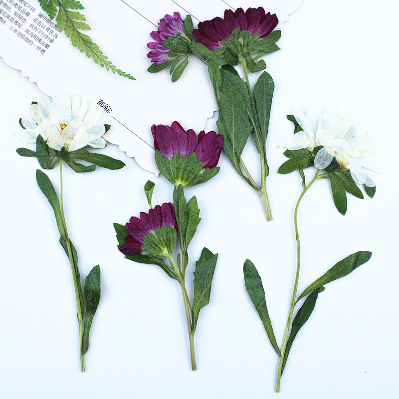 24 stuks, Mini Chrysant Gepers - Dried Flower Bookmark recensie en prijs