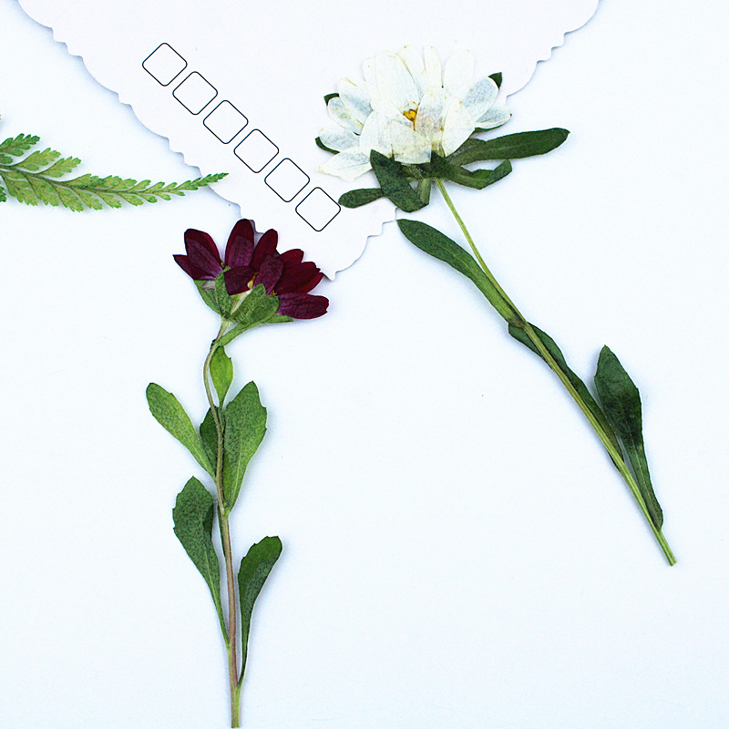 24 stuks, Mini Chrysant Gepers - Dried Flower Bookmark recensie en prijs