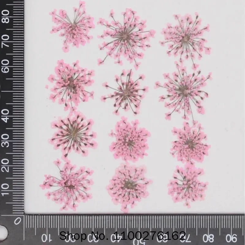 60pcs Geperst Gedroogde Ammi M - Dried Flower Bookmark recensie en prijs