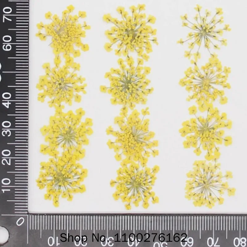 60pcs Geperst Gedroogde Ammi M - Dried Flower Bookmark recensie en prijs