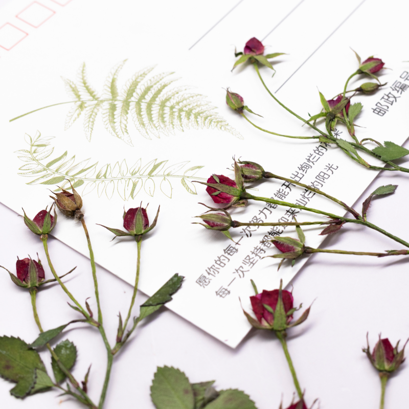 12 stuks, gedroogde roos multi - Dried Flower Bookmark recensie en prijs